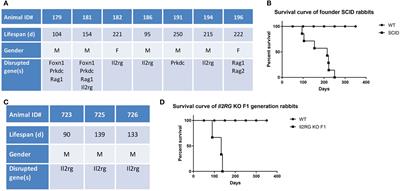 Bacterial and Pneumocystis Infections in the Lungs of Gene-Knockout Rabbits with Severe Combined Immunodeficiency